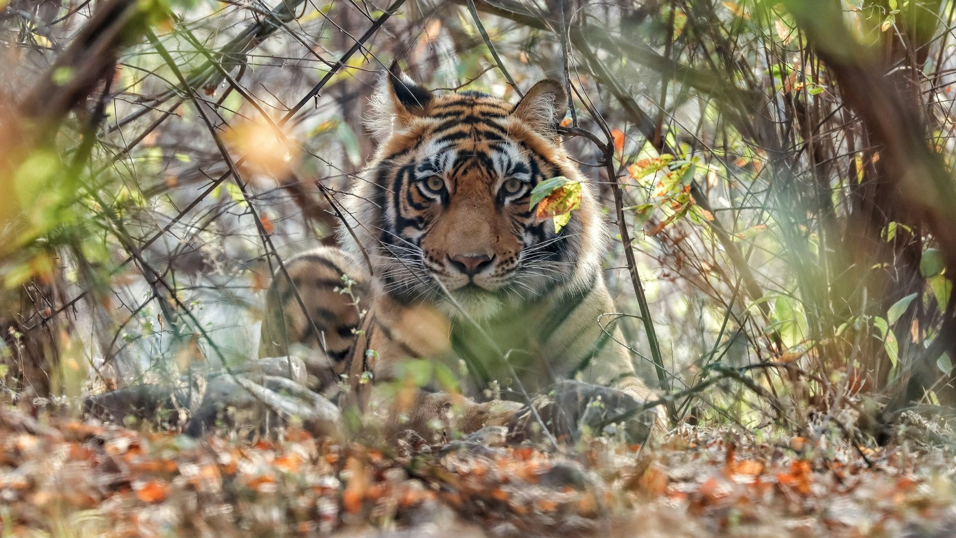 Ranthambore travel destination in North India