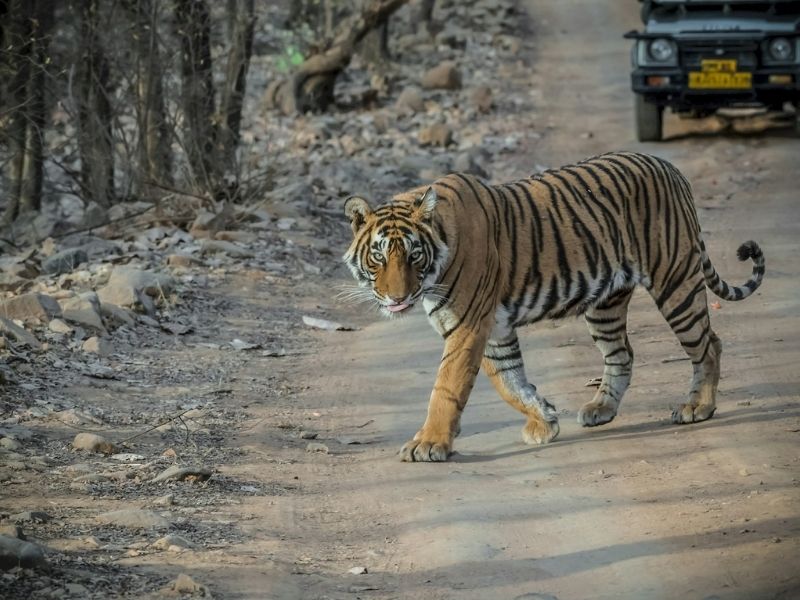 Ranthambore